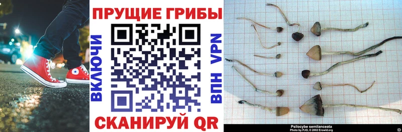 Купить закладки  Кольчугино  Галлюциногенные грибы мухоморы 